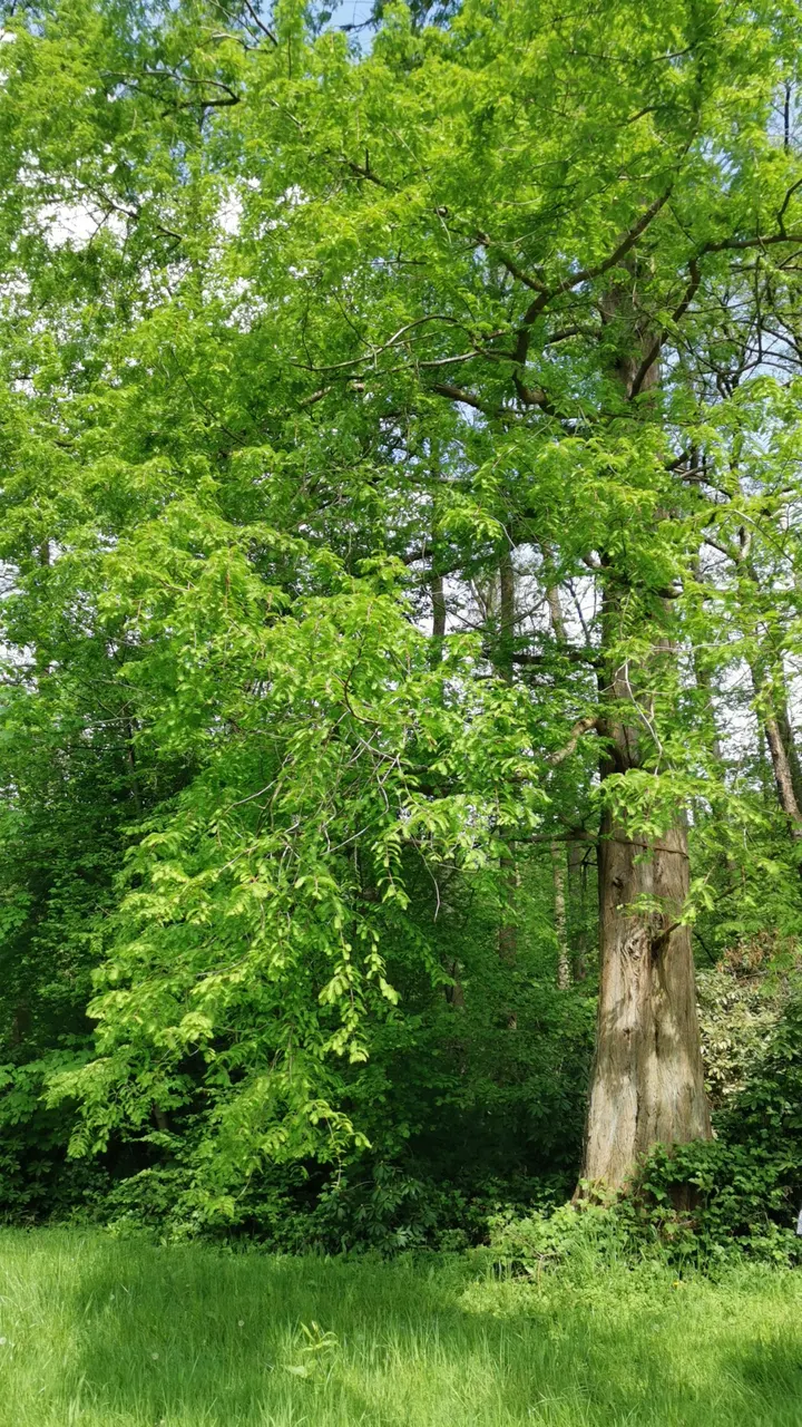 Aktionsklettergarten — klettern-studio in Leverkusen — 4