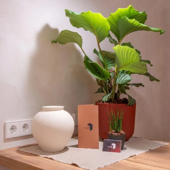 The Recovery Room — återhämtning-studio i Eixample, Girona — bild 3