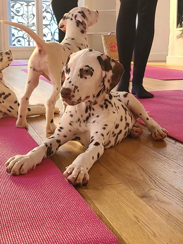 Puppy Yoga — yoga-studio à 6e Arrondissement, Marseille — 2