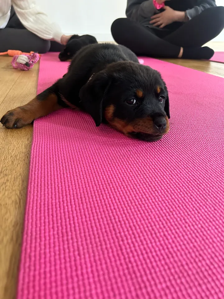 Puppy Yoga — yoga-studio à 6e Arrondissement, Marseille — 3