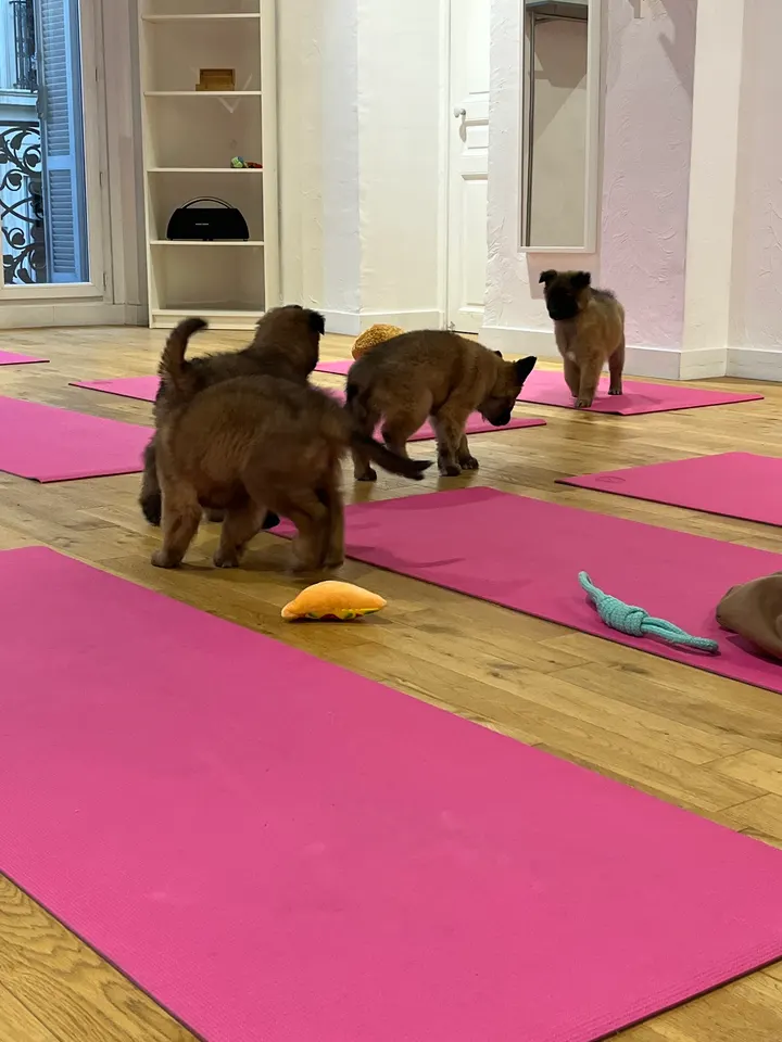 Puppy Yoga — yoga-studio à Marseille — 3