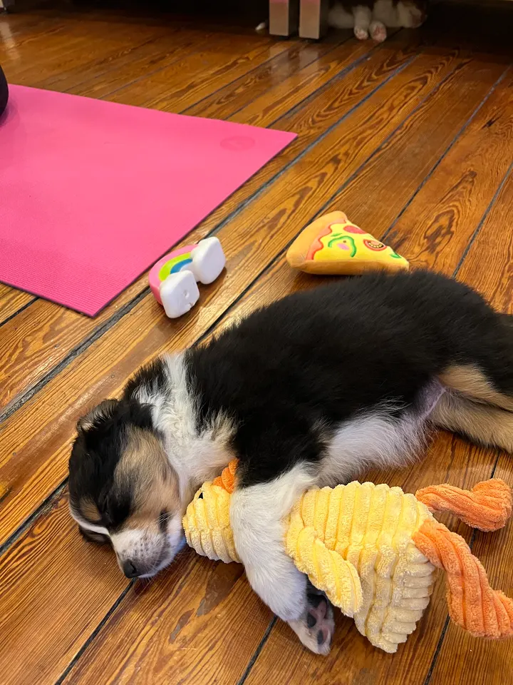 Puppy Yoga — yoga-studio à Marseille — 4