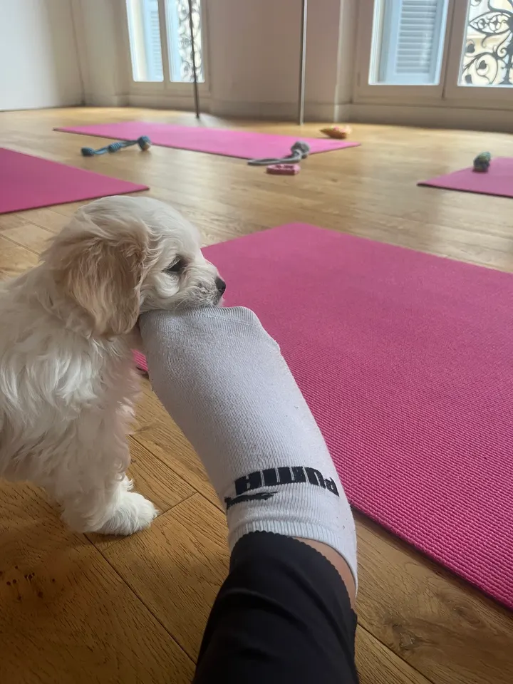Puppy Yoga — yoga-studio à Marseille — 5