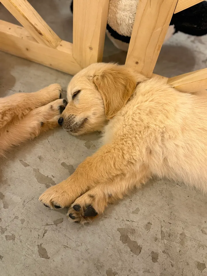 Puppy Yoga — Yoga à 6e Arrondissement, Marseille