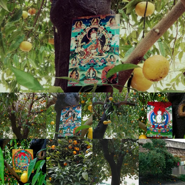 El Jardin del Dharma — meditación-studio en Palma — 5