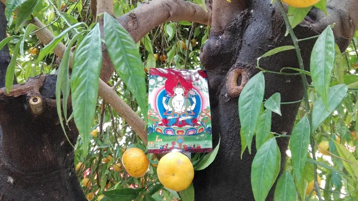 El Jardin del Dharma — Meditación en La Soledat Nord, Palma
