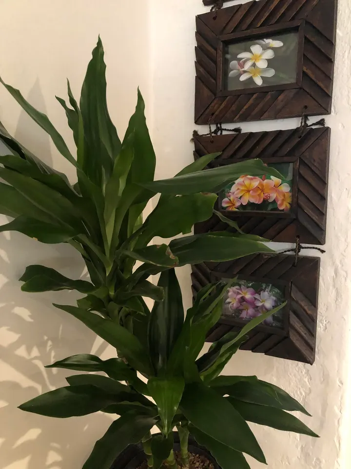 Wannee Wellness — Wellness i Flyingeby, Södra Sandby