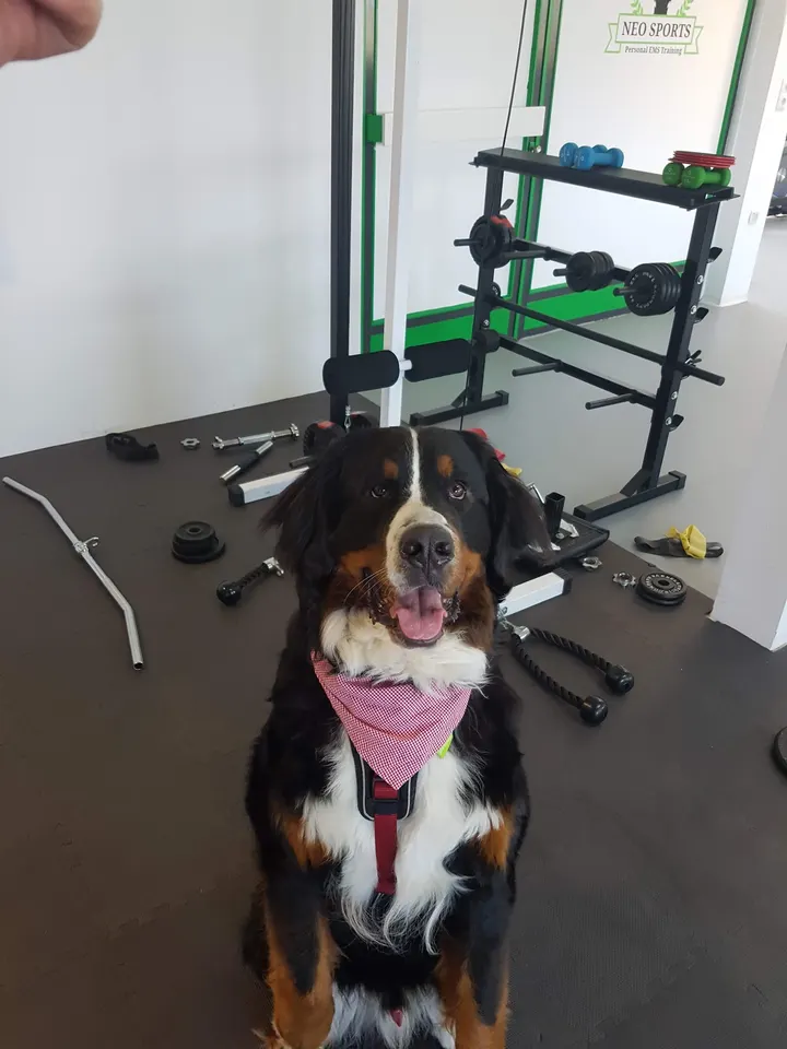 Neosports — ems-training-studio in Groß Mackenstedt, Stuhr — 3