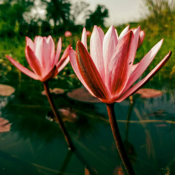 OPBLOEIEN MET YOGA & MINDFULNESS — yoga-studio in Utrecht — 4