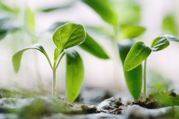 Yoga Permaculture — Yoga à Jean Jaurès, Le Mans