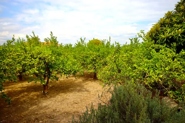 Espacio La Huerta — yoga-studio en Murcia — 5