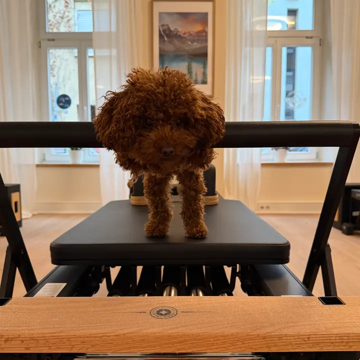 True North - Reformer Pilates Studio — pilates-studio in Altstadt, Heidelberg — 3