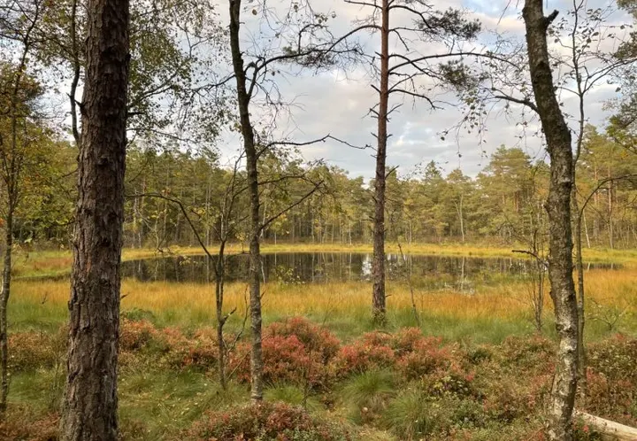 Nordsjællands Yogacenter — Yoga i Usserød, Hørsholm
