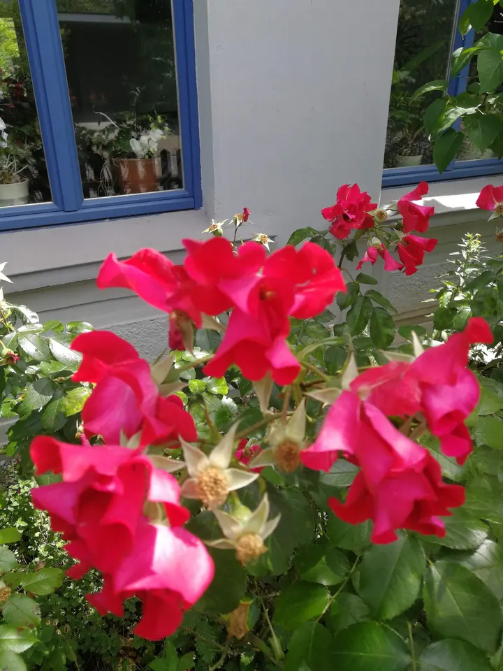 AURA-SOMA u. Samahita-YOGA — yoga-studio in Oldenburg — 5