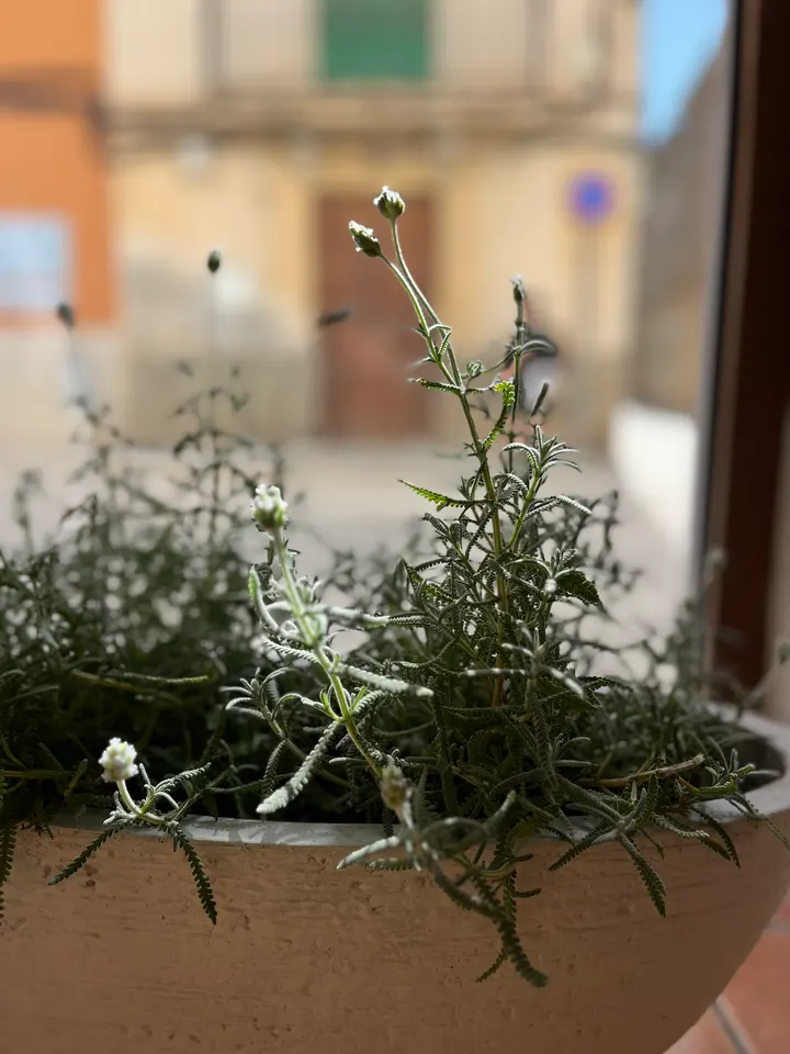 Yoga Experience Mallorca — yoga-studio en Bunyola — 3