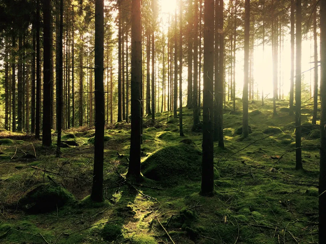 The soul refinery — meditation-studio i Vasastan, Stockholm — bild 3