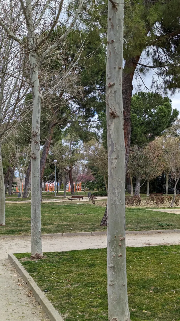 Street Workout - Calistenia — estudio de fitness-studio en Leganés — 5