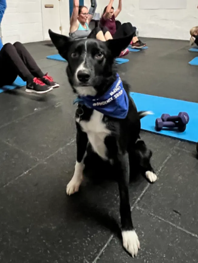 Phoenix Group Exercise — fitness studio in Tavistock — 2
