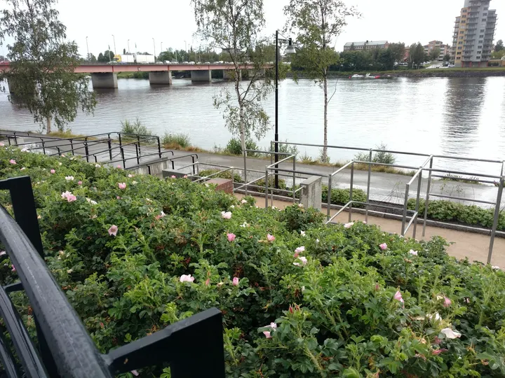 Broparken parkour — calisthenics-studio i Umeå — 3