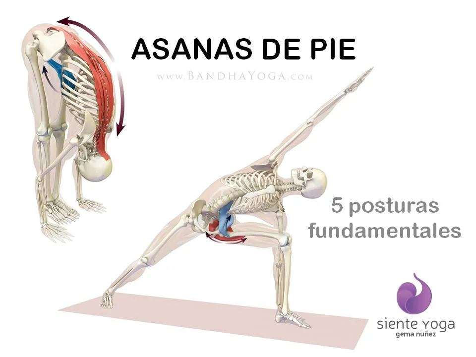 Siente Yoga — yoga-studio en Parla — 3