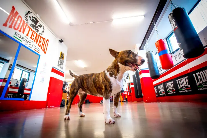 Montenero Boxing Club — boxe-studio a Porta Romana, Milano — 2