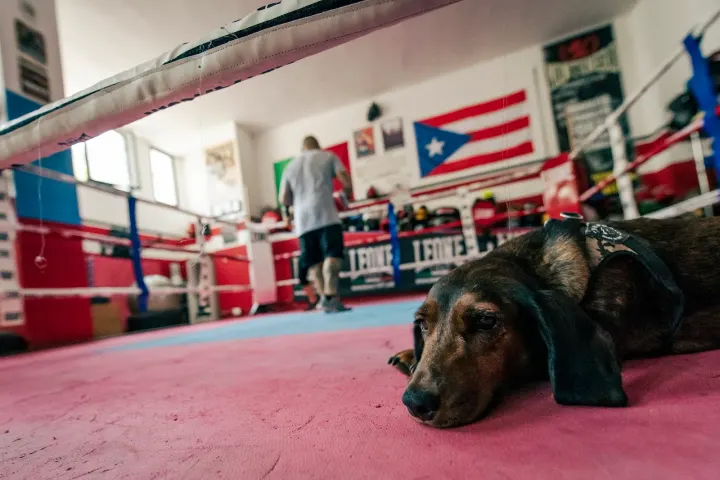 Montenero Boxing Club — boxe-studio a Porta Romana, Milano — 3