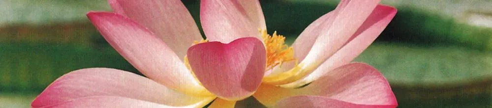 Yoga - Atem - Meditation - Gruppenunterricht - Heide Rahmann — yoga-studio in Kettwig, Essen — 2