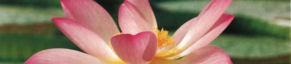 Yoga - Atem - Meditation - Gruppenunterricht - Heide Rahmann — yoga-studio in Kettwig, Essen — 3