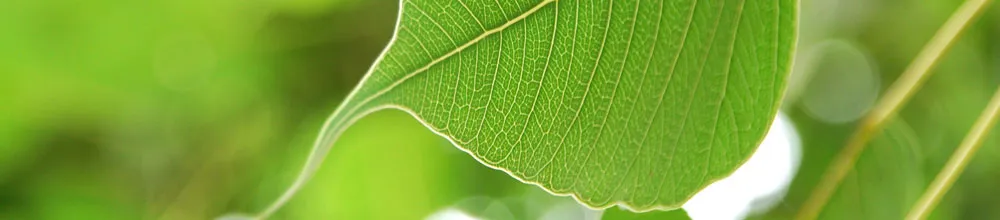 Yoga - Atem - Meditation - Gruppenunterricht - Heide Rahmann — yoga-studio in Essen — 3
