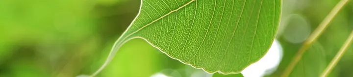 Yoga - Atem - Meditation - Gruppenunterricht - Heide Rahmann — yoga-studio in Essen — 3