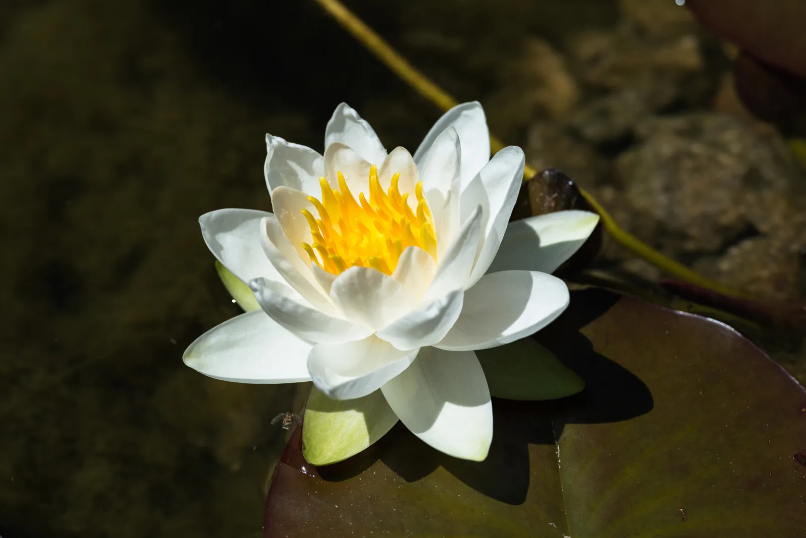 Bodhi Path Karlsruhe — meditation-studio in Karlsruhe — 6