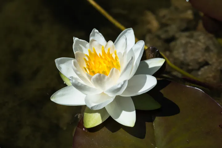 Bodhi Path Karlsruhe — meditation-studio in Karlsruhe — 6