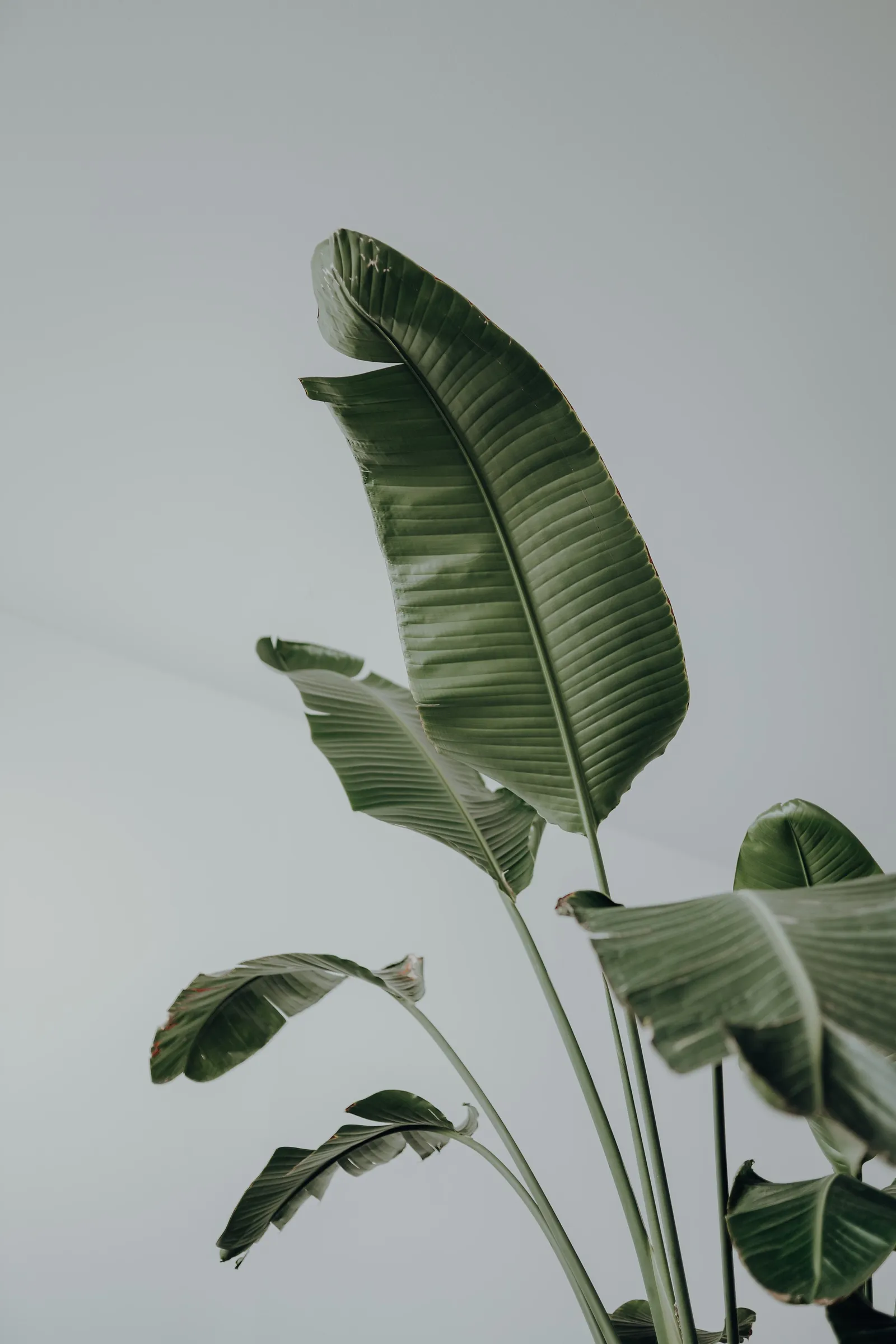 Christina Soriano Studio - Zoneterapi & Akupunktur — wellness-studio i København — bild 5