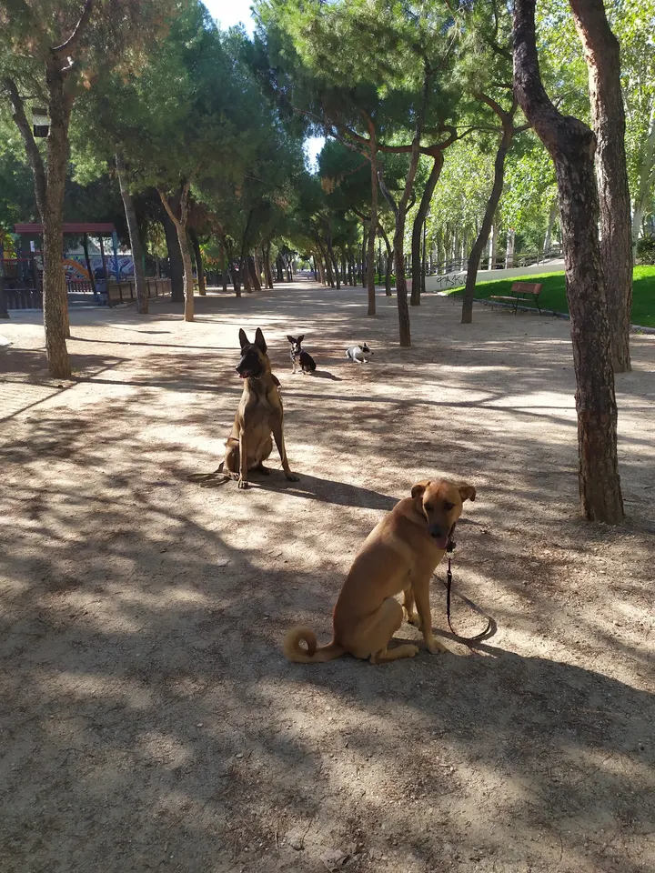 DMOUNTAIN - Parque de las avenidas — entrenamiento funcional-studio en Madrid — 4