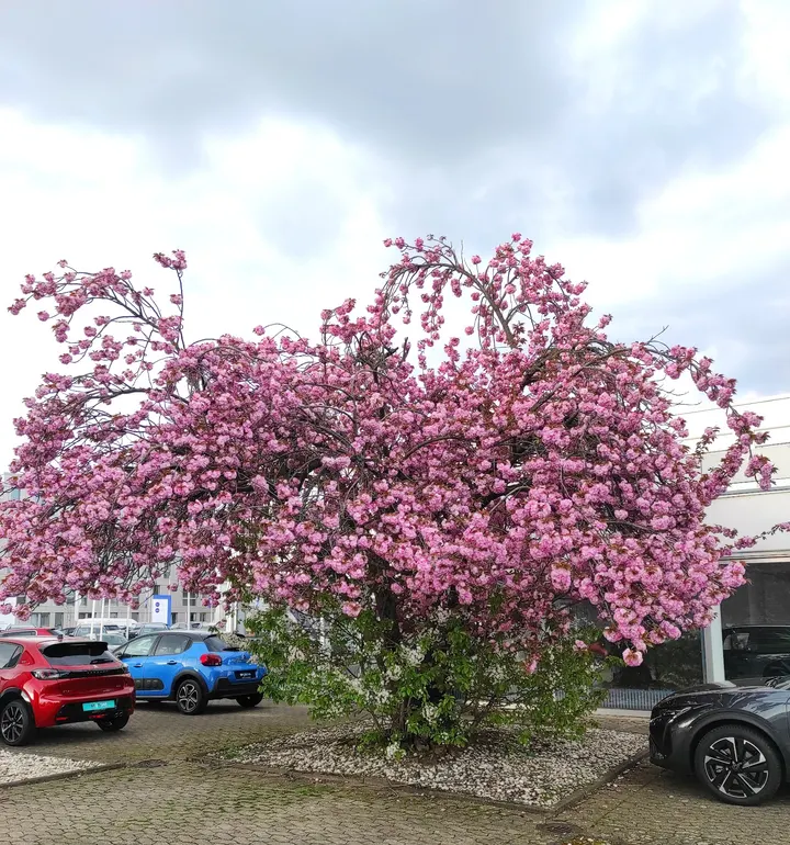 BewegungsFreiheit Franziska Suhr — Wellness in Dransdorf, Bonn