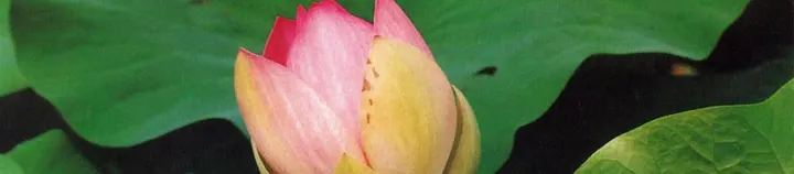 YOGA - ATEM - MEDITATION — yoga-studio in Kettwig, Essen — 2