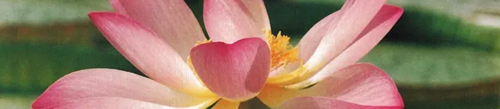 YOGA - ATEM - MEDITATION — Yoga in Kettwig, Essen