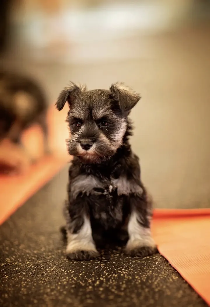 Puppy Love Yoga — Yoga in Macclesfield