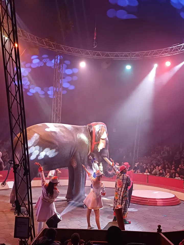Rêves de Cirque — arts aériens-studio à Toulouse — 4