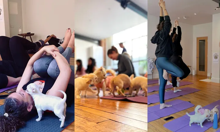 Paws on Yoga — yoga-studio in London — 5