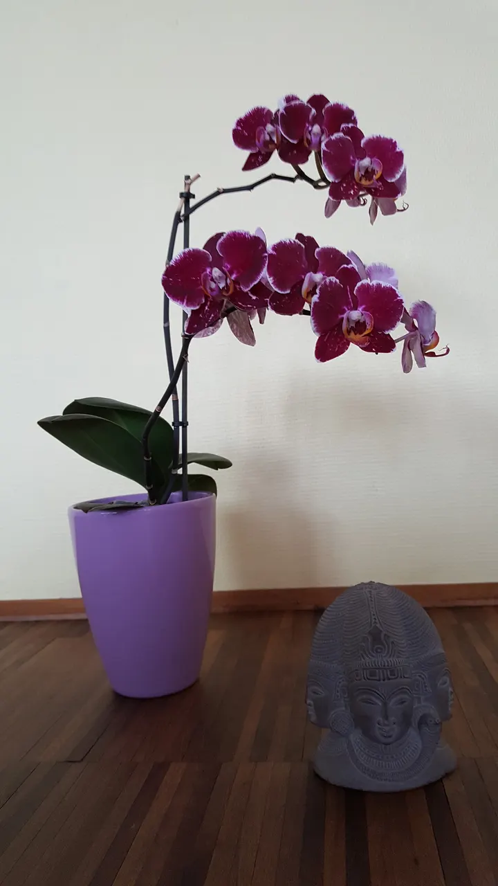 Neumann Uta Yoga — yoga-studio in Weiden, Köln — 2