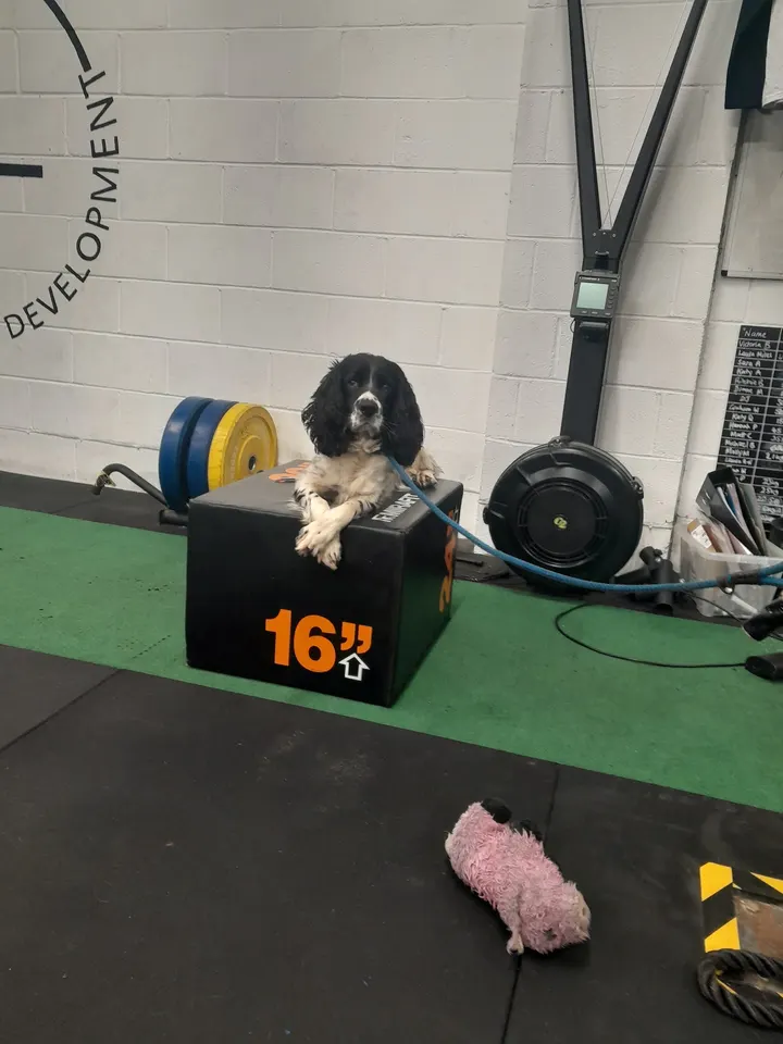 All-Round Athletic Development — fitness studio in Morpeth — 3