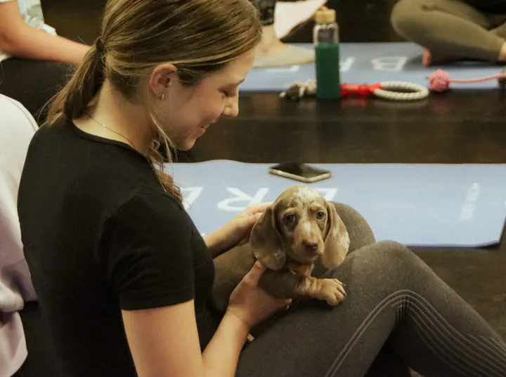 Puppy Yoga Yorkshire — yoga-studio in Thorpe Lea, Egham — 3