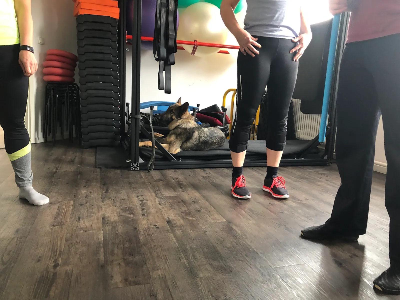 Fit mit Hund Hamburg Glashütter Weg — fitnessstudio in Hamburg — 5