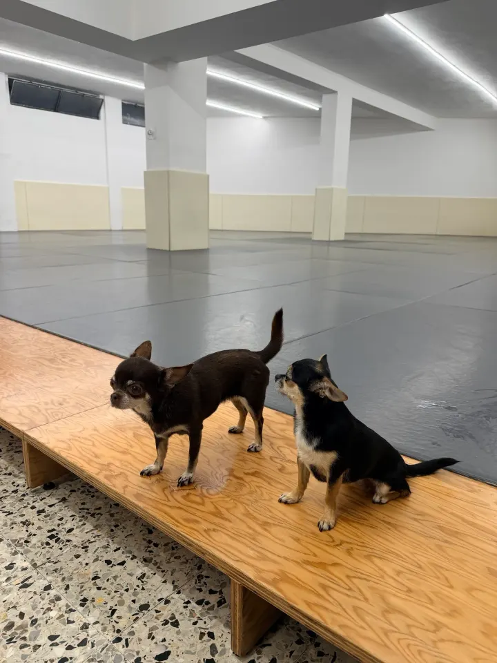 MILANIMAL Tagliamento — bjj-studio a Lodi - Corvetto, Milano — 2