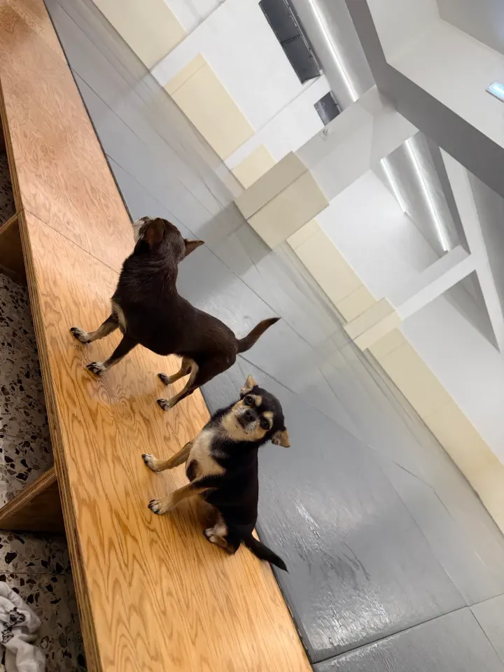 MILANIMAL Tagliamento — BJJ a Lodi - Corvetto, Milano
