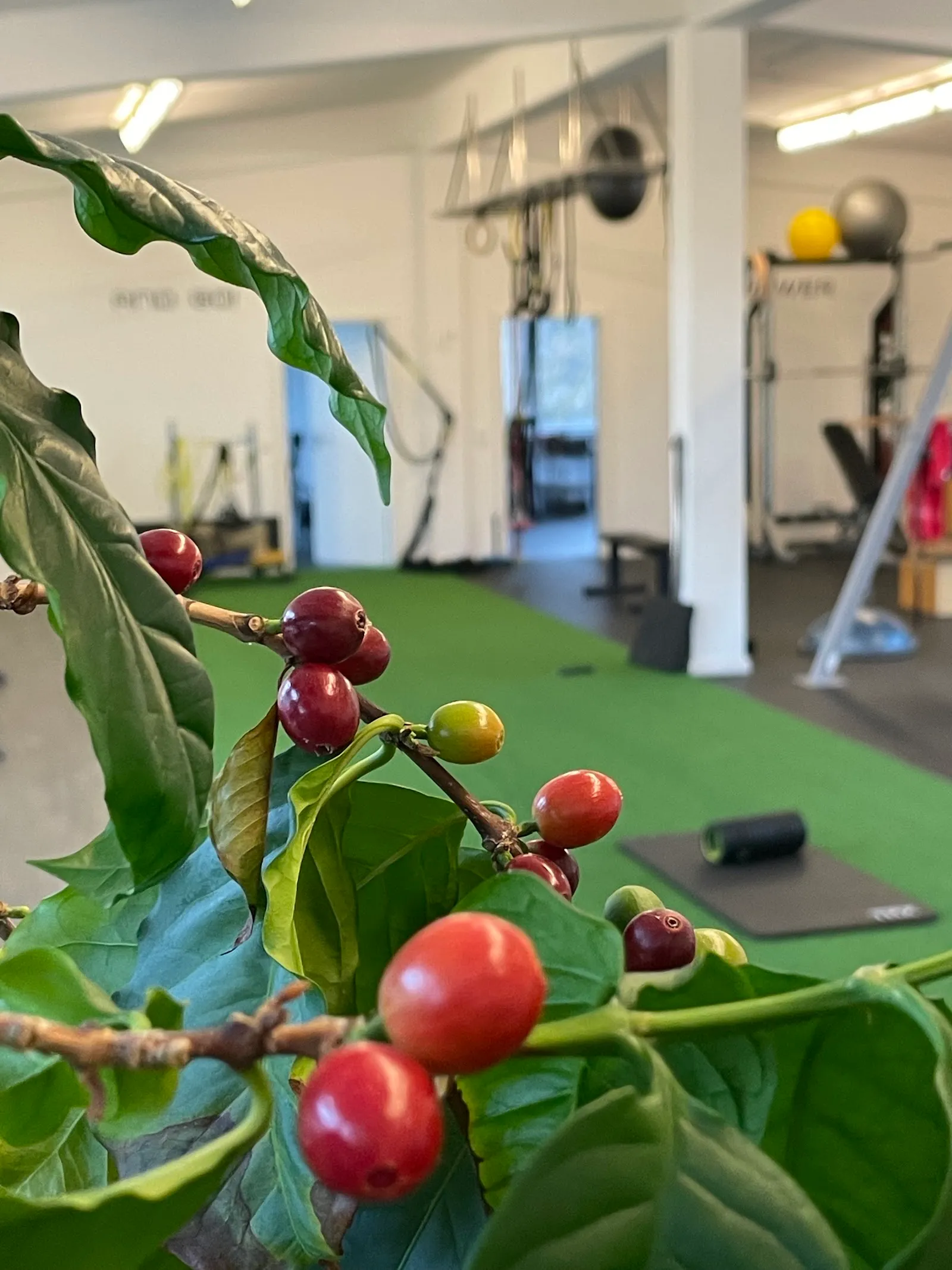 TRAININGSDECK Personal Training und Golf-Athletik — pt-studio in Groß Borstel, Hamburg — 2