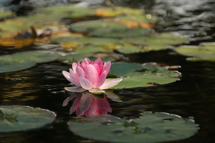 Mindfulness Aalborg — Meditation i Kærby, Aalborg