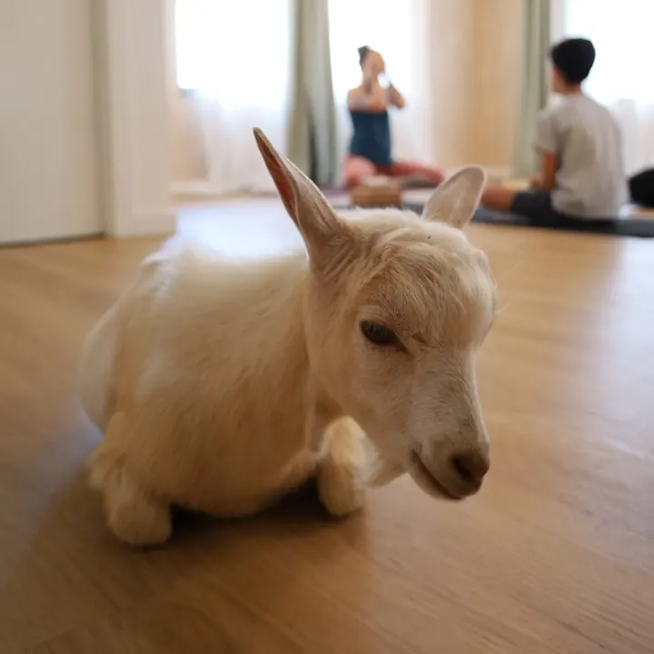 Yuma - Movimento e Equilíbrio — ginásio-studio em Seixal — 2