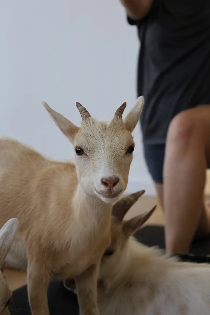 Yuma - Movimento e Equilíbrio — ginásio-studio em Seixal — 3